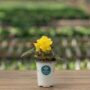 Begonia – I’Conia® Portofino Citrix – 4.5″ Pot