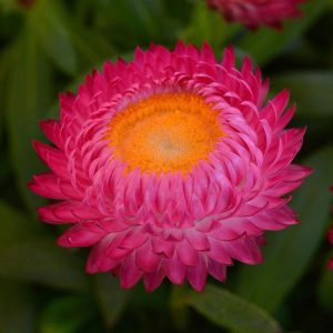 Bracteantha – Dreamtime® Jumbo Rose – 4.5″ Pot