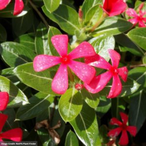 Catharanthus – Soiree Kawaii Red Shades – 4.5″ Pot