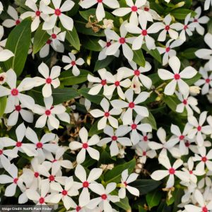 Catharanthus – Soiree Kawaii White Peppermint – 4.5″ Pot