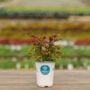 Coleus – FlameThrower™ Chilli Pepper – 4.5″ Pot