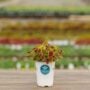 Coleus – FlameThrower™ Serrano – 4.5″ Pot