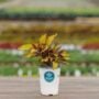 Coleus – FlameThrower™ Spiced Curry – 4.5″ Pot