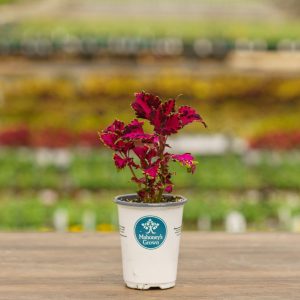 Coleus – Carnival – 4.5″ Pot