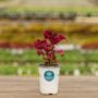Coleus – Carnival – 4.5″ Pot