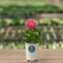 Dahlia – Dahlietta Emily – 4.5″ Pot