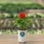 Dahlia – Dahlietta Rachel – 4.5″ Pot