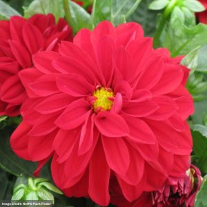 Dahlia – Dahlietta Tessy – 4.5″ Pot