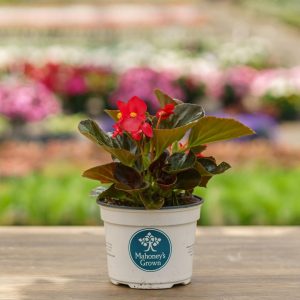Begonia – Red Bronze Leaf – 6.5″ Pot