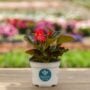 Begonia – Red Bronze Leaf – 6.5″ Pot
