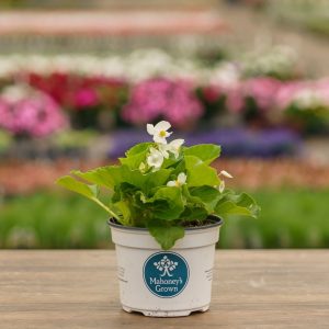 Begonia – Big White Green Leaf – 6.5″ Pot