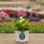 Begonia – Big White Green Leaf – 6.5″ Pot