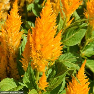 Celosia – Fresh Look Gold – 6.5″ Pot