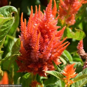 Celosia – Fresh Look Orange – 6.5″ Pot