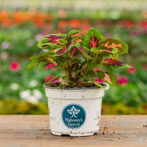 Coleus – French Quarter – 6.5″ Pot
