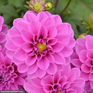 Dahlia – Hypnotica Lavender – 6.5″ Pot