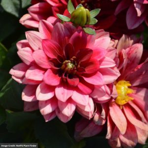 Dahlia – Hypnotica Red Velvet – 6.5″ Pot