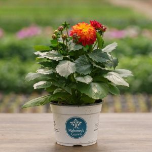 Dahlia – Tequila Sunrise – 6.5″ Pot