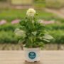 Dahlia – Hypnotica White – 6.5″ Pot