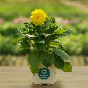 Dahlia – Hypnotica Yellow – 6.5″ Pot