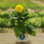 Dahlia – Hypnotica Yellow – 6.5″ Pot