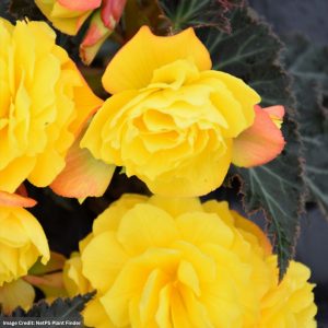 Begonia – I’Conia® Portofino Yellow – 4.5″ Pot