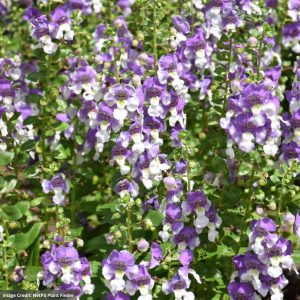 Angelonia – Alonia Big Bicolor Purple – 6.5″ Pot