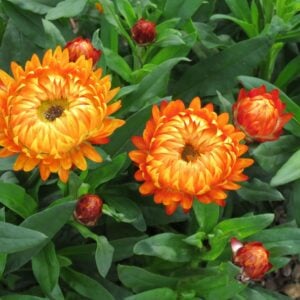 Bracteantha – Granvia Orange Flame – 10″ Patio Pot