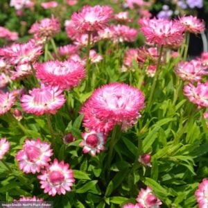 Bracteantha – Granvia Pink – 10″ Patio Pot