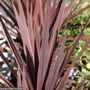 Cordyline – Red Star – 4.5″ Pot