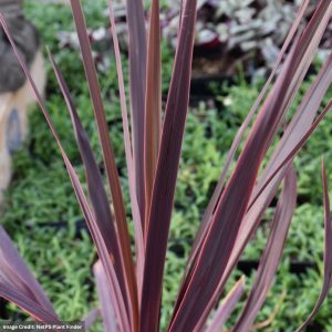 Cordyline – Black Knight – 4.5″ Pot