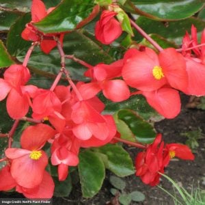 Begonia – Dragon Wing® Red – 6.5″ Pot