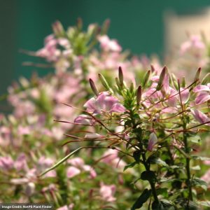 Cleome – Clio Magenta – 8″ Patio Pot