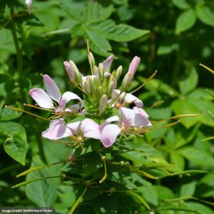 Cleome – Clio Pink Lady – 8″ Patio Pot