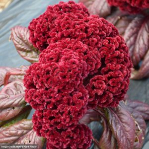 Celosia – Dracula – 4.5″ Pot