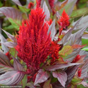 Celosia – New Look Scarlet – 4.5″ Pot