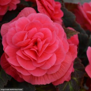 Begonia – Nonstop® Mocca Pink Shades – 4.5″ Pot