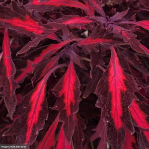Coleus – FlameThrower™ Adobo Pink – 4.5″ Pot