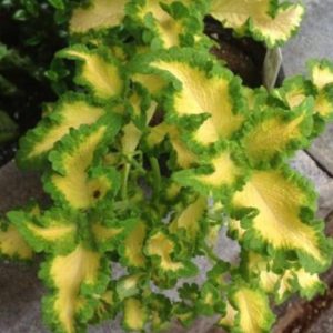 Coleus – Wild Lime – 4.5″ Pot