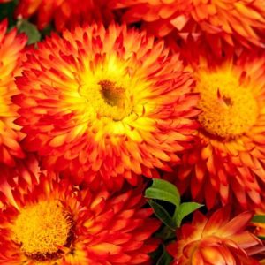Bracteantha – Cottage Orange – 6.5″ Pot