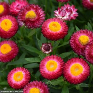 Bracteantha – Cottage Rose – 6.5″ Pot