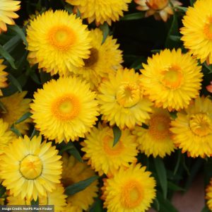 Bracteantha – Cottage Yellow – 6.5″ Pot