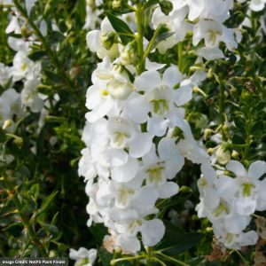 Angelonia – Alonia Big Snow – 8″ Patio Pot