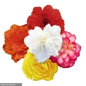 Begonia – Nonstop® Joy Mix – 10″ Bowl