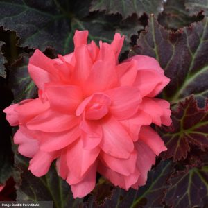 Begonia – Nonstop® Joy Mocca Rose – 10″ Bowl