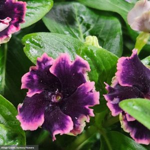 Catharanthus – Soiree® Flamenco Plum Velvet – 4.5″ Pot