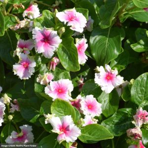 Catharanthus – Soiree® Flamenco Senorita Pink – 4.5″ Pot
