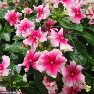 Catharanthus – Soiree® Flamenco Strawberry Picottee – 4.5″ Pot