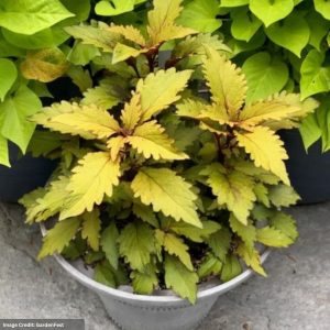 Coleus – GardenFestâ„¢ Flexiâ„¢ Butterscotch – 4.5″ Pot