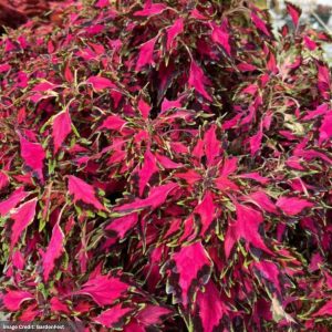 Coleus – GardenFest™ Flexi™ Original – 4.5″ Pot